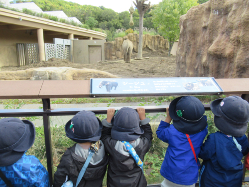 さくらんぼ・きいちごグループ　円山動物園に行ってきました♪