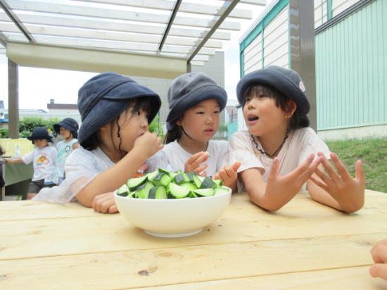 夏の収穫！